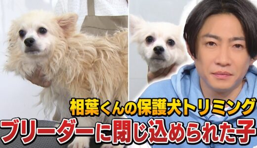 【保護犬】相葉雅紀がブリーダーに閉じ込められていた子をカットした結果…