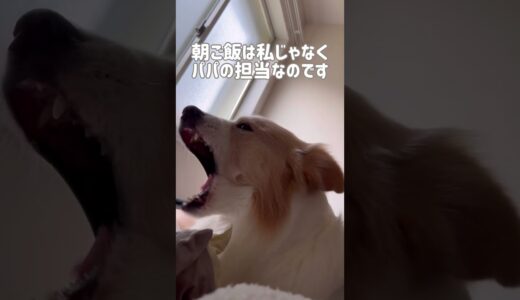 起きる時間が遅れただけで荒ぶる犬がコチラです...笑【ボーダーコリー】