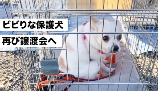 譲渡会を全力で頑張る、怖がりな保護犬。