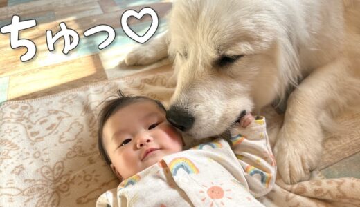 【好き♡】妹が好きすぎて思わずチュッとしちゃう超大型犬が可愛い｜グレートピレニーズ