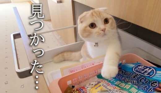 コソコソ戸棚を漁ってる子猫を見つけたハスキー犬達の反応がこちら