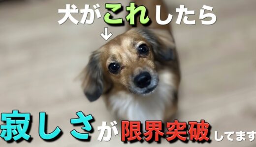 犬がこの行動したら寂しさの限界です