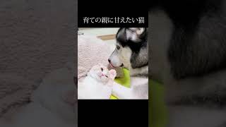 夜中に育ての親ハスキー犬に甘える子猫...#shorts