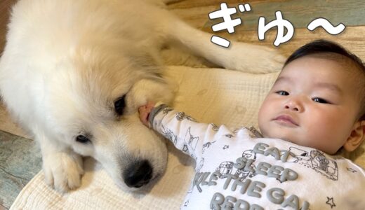 【ドキドキ】初めて妹にほっぺたを触られた超大型犬の反応が可愛い｜グレートピレニーズ