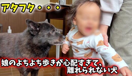 娘のよちよち歩きが心配すぎて、ずっと側にいる甲斐犬一休さん