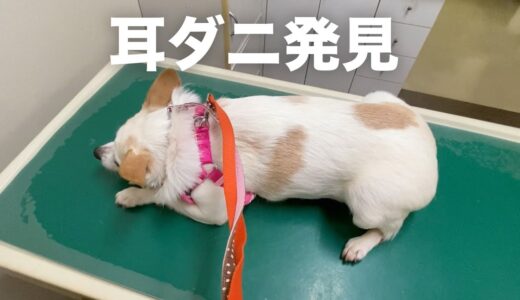 保護犬3日目。駆除薬が効いてないダニを発見。。。