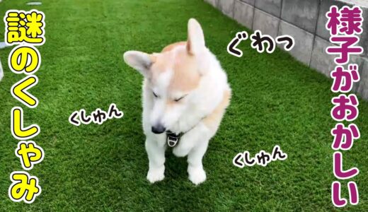 謎のくしゃみが止まらないコーギー【犬の日】