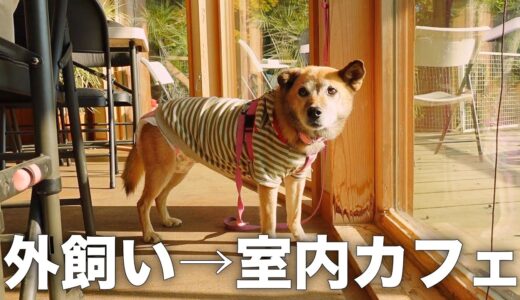 長年外飼いだった愛犬コロちゃんを室内カフェに連れて行った反応がこちらです