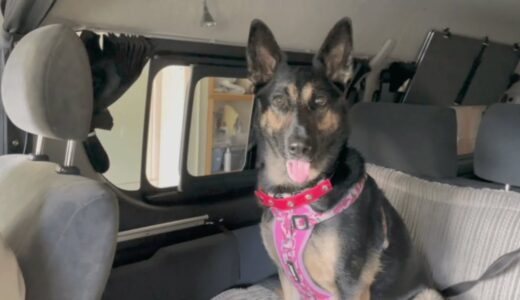 子なし夫婦とシェパード犬家に新しい車がやってきました！