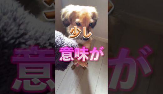 犬がマウンティングをする辛すぎる理由がこちら。 #shorts