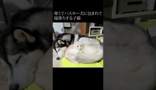 寒くてハスキー犬に包まれて寝落ちする子猫がかわいい...#shorts