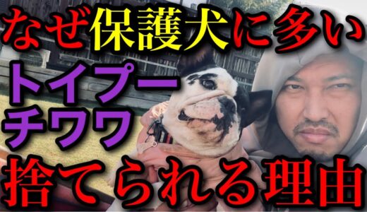 保護犬にトイプードルとチワワが多い闇をドッグブリーダーが解説【犯人特定】