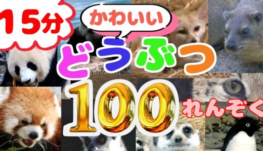 【実写動画】かわいい動物100連続