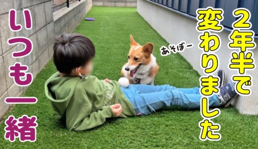 あんなに怖がっていたのに、いつも一緒にいます【犬と子供】