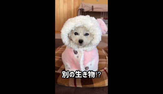 犬に着る毛布を着せてみたら？ #shorts