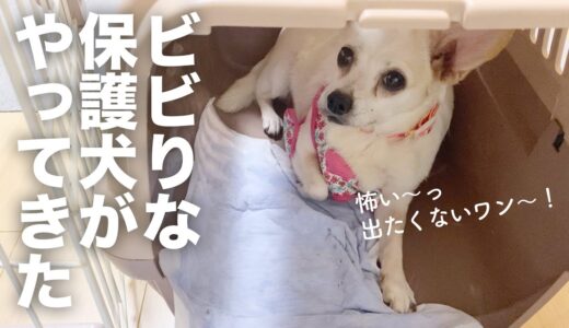 一般家庭からノミだらけでレスキューされた保護犬が、我が家に来た日。