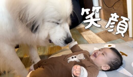 【可愛い】生後5ヶ月の妹に笑いかけられて思わずにやけてしまう超大型犬｜グレートピレニーズ