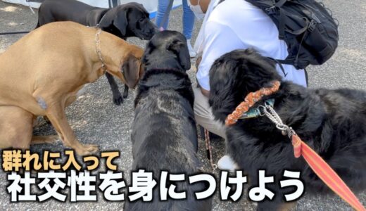 お散歩会で犬の社交性を身につけよう！