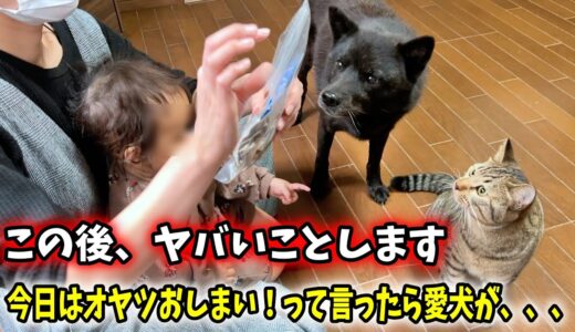 今日はオヤツおしまい！って言ったら愛犬が・・・笑【娘と犬猫にオヤツをあげました】