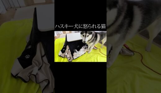 いたずらしてハスキー犬に怒られる子猫がこちら...#shorts