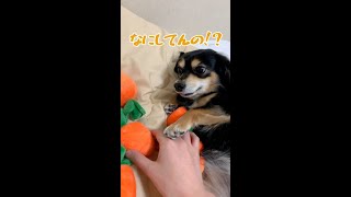 犬、怒っていても体が反応してしまう言葉