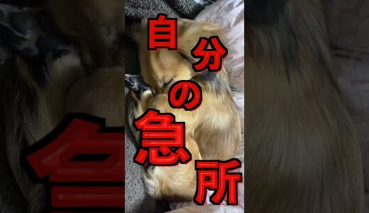 【寝方性格診断】犬がこの寝方してたら優しい性格！ #shorts