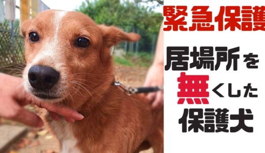 飼い主さんと生き別れてしまった保護犬を緊急保護しました「vol 264」