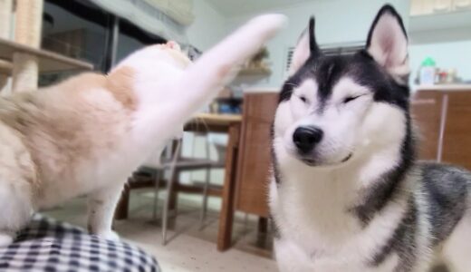 子猫のご飯を食べちゃって猫に怒られるハスキー犬がこちら...