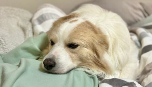 高熱に苦しむ飼い主のために犬が毛布なってくれました...【ボーダーコリー】