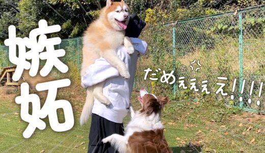 【やきもち】自分以外の犬を抱っこするのがどうしても許せないボーダーコリー！！