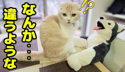 大好きなハスキー犬達がテーブルについてたら子猫がこうなった...笑