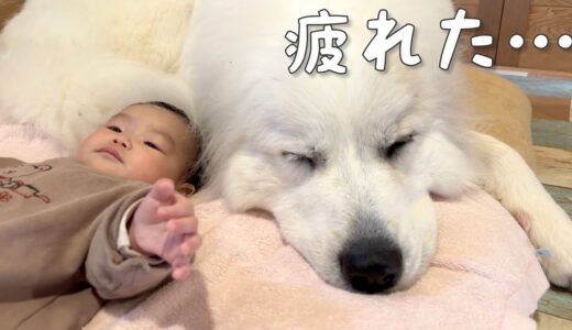 【子育て犬】生後5ヶ月の妹のお世話で超大型犬がついに限界を迎えました｜グレートピレニーズ