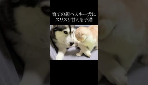 育ての親ハスキー犬を見つけスリスリ甘える子猫がかわいい...