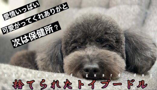 愛情いっぱい育てられたけど捨てられました【保護犬】