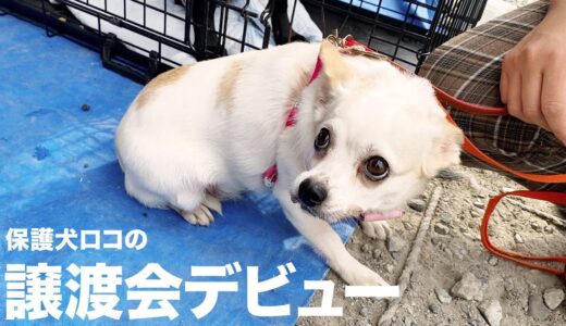 ビビりな保護犬、初めて譲渡会に参加してきました。