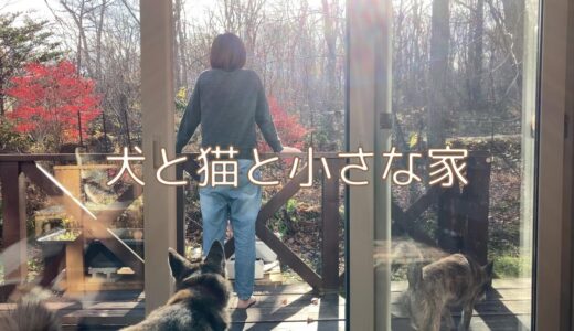 【犬と猫と田舎暮らし】みんなと家で過ごす幸せな休日/米粉ピザで最高のおうちごはん