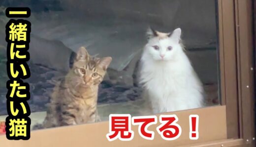 いつも主と犬と一緒にいたい猫が見てるんです