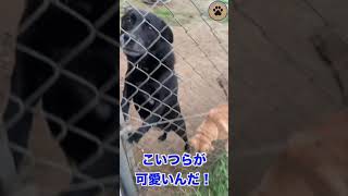 みなしご救援隊犬猫譲渡センター見学ツアー #shorts