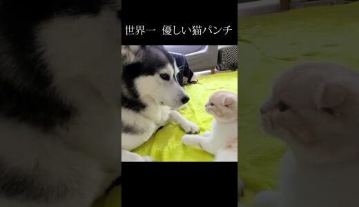 猫と犬、睨み合いからの世界一優しい猫パンチ...