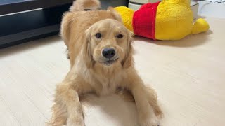 兄の珍行動に犬語で文句を言いまくるゴールデンレトリバーが可愛い