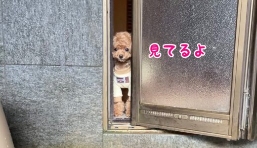 朝から風呂を覗きに来る犬と阿蘇を大冒険！【トイプードルのコロン】【御宿 小笠原→そらふねの桟橋→ASOBIO→あそ望の郷くぎの】