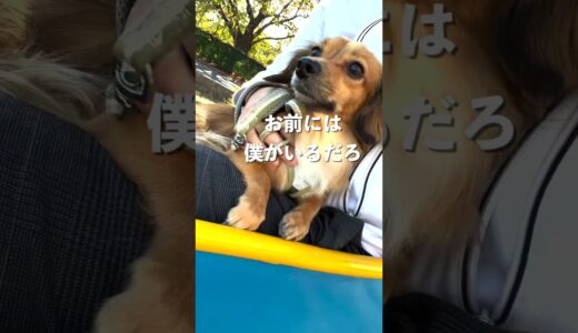 散歩大好きな犬は何回目で散歩に飽きるのか検証してみた結果（リベンジ） #shorts