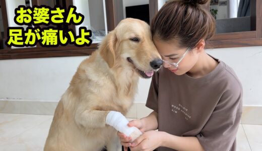 人間の子供のような痛いよって必死でアピールするゴールデンレトリバー犬