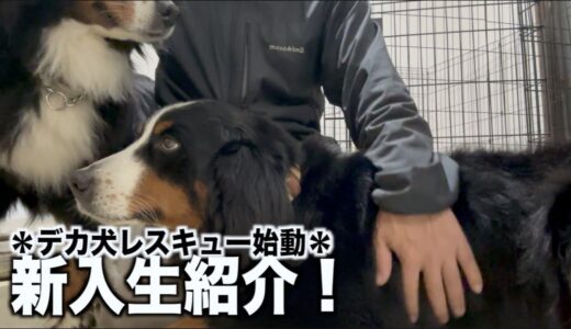 【デカ犬レスキュー始動】可愛い子がやってきた！