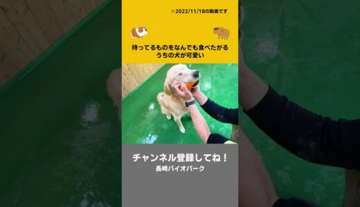 なんでもかぶりついちゃうウチの犬