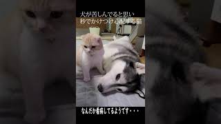 引きつってピクピクするハスキー犬を見た猫の行動に驚きました...#shorts