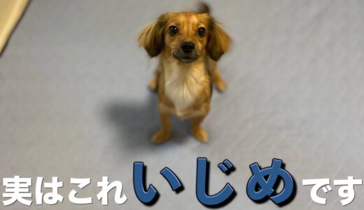 犬からするとこの行動いじめに値します。