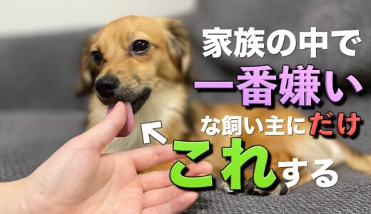 犬が家族の中で一番嫌いな飼い主にしか見せない行動