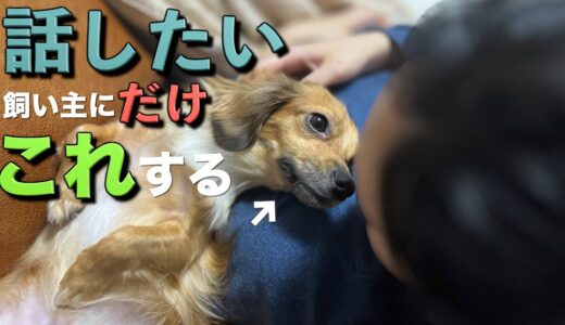 犬が会話したい飼い主にしか見せない行動