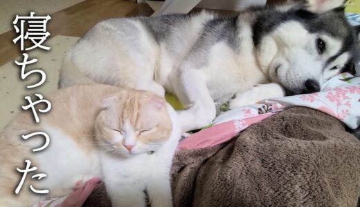 朝5時に飼い主を起こしにきて、自分が寝ちゃった子猫とハスキー犬がこちら